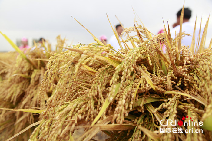 02【吉林】長春市雙陽區平湖稻米首鐮收割 迎“中國農民豐收節”
