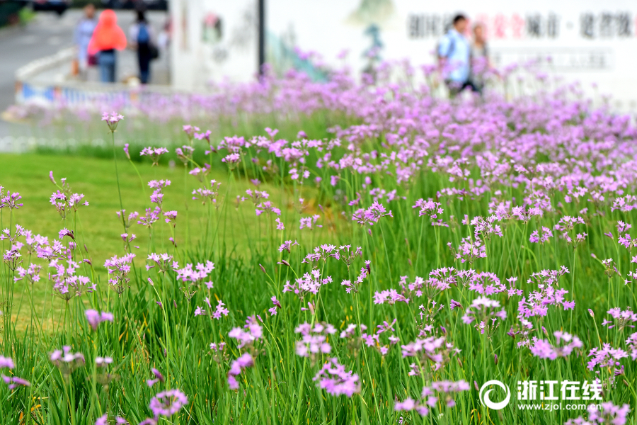 杭州：城站开满紫娇花