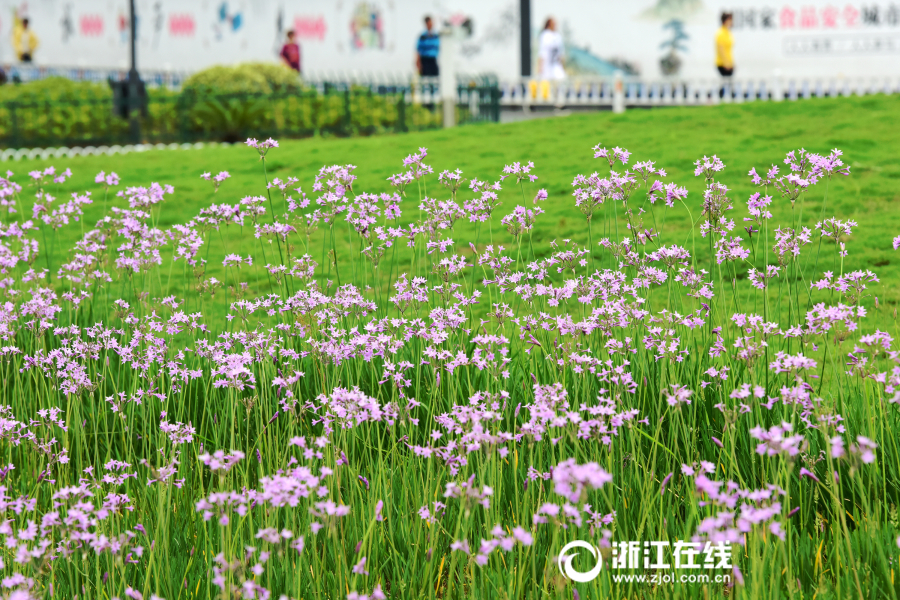 杭州：城站開滿紫嬌花