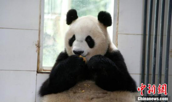 หมีแพนด้ากินขนมไหว้พระจันทร์