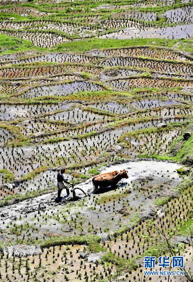청명절(淸明節)