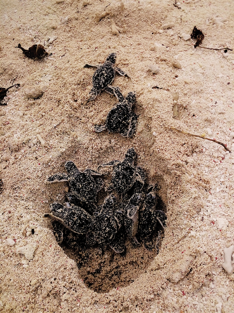 【焦点图】【即时快讯】三沙七连屿 今年首批自然孵化的小海龟“出窝”