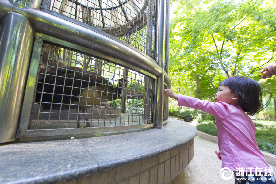 杭州一小区圈养孔雀深夜叫声扰民组图