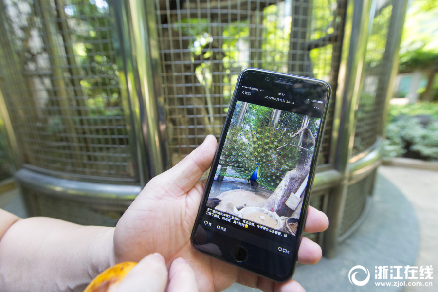 杭州一小区圈养孔雀 深夜叫声扰民(组图)