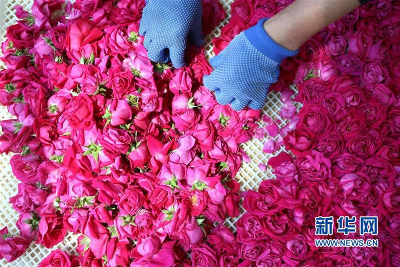 山東青島即墨市：“玫瑰+”為農民帶來可觀效益