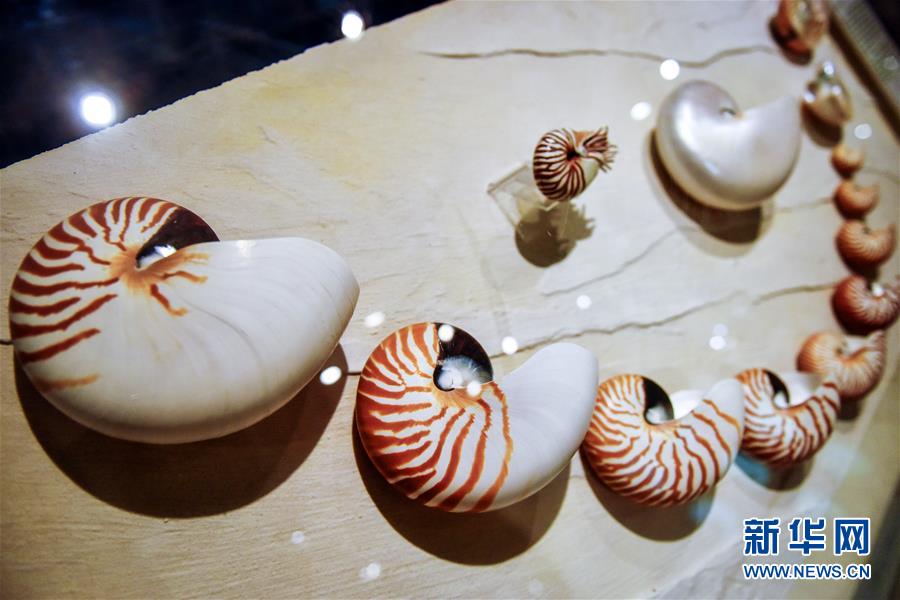 探訪曼谷貝殼博物館