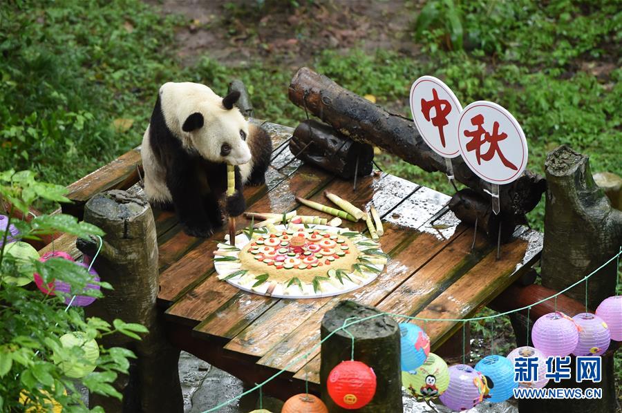 重庆：手工月饼送给大熊猫