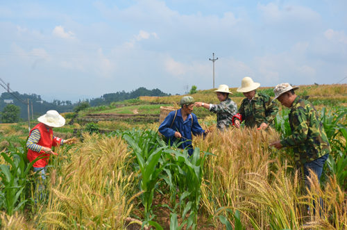 【梁平】梁平：柏家镇组织志愿者 助村民收割小麦