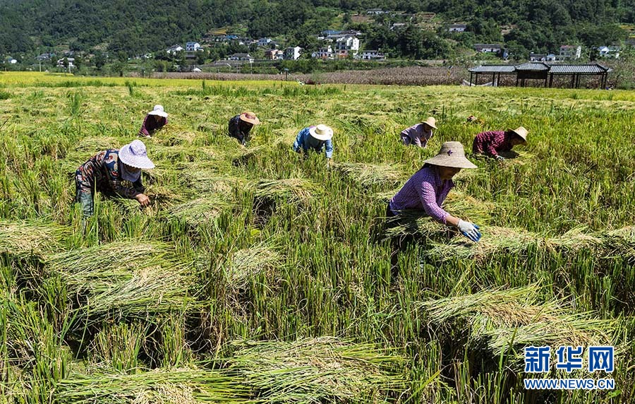 湖北秭归：冷水稻丰收助脱贫