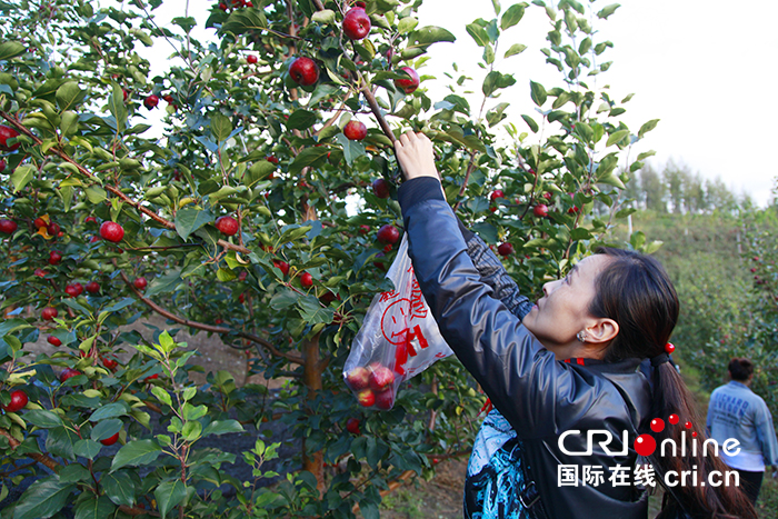 04【吉林】【原創】【CRI看吉林（標題）】【社會民生（標題）】【關東黑土（通化）】【移動版（圖）】通化市柳河縣寒富蘋果助村民脫貧