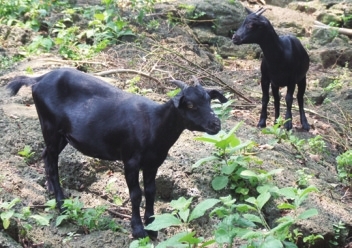 末尾有图【琼岛动态图文列表】【即时快讯】石山黑豆和石山壅羊 获国家地理标志认证