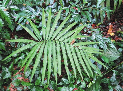 末尾有图【视觉海南中下图】【即时快讯】海南发现多种新记录蕨类植物 末尾有图【视觉海南中下图】【即时快讯】海南发现多种新记录蕨类植物