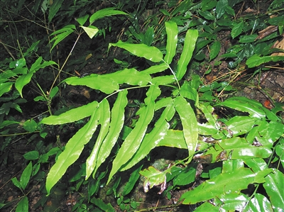 末尾有图【视觉海南中下图】【即时快讯】海南发现多种新记录蕨类植物 末尾有图【视觉海南中下图】【即时快讯】海南发现多种新记录蕨类植物