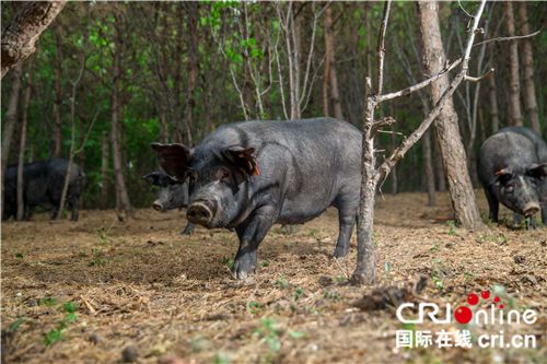 【黑龙江】信诚龙牧农业集团黑猪产品亮相绿博会