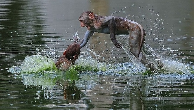 高温还累及当地的动物，连猴子也失去了往日的活力，跳到了河水中避暑~