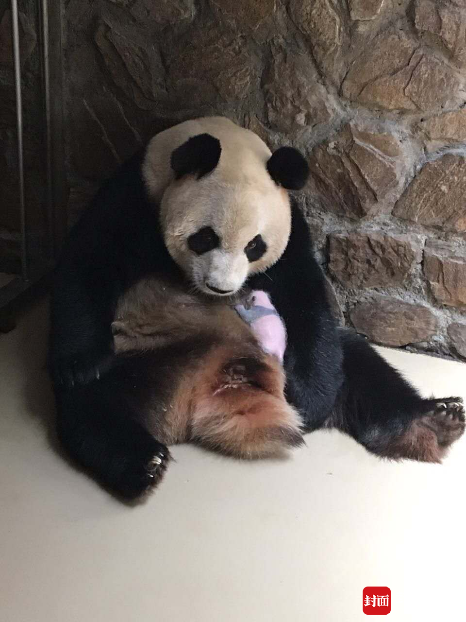 大熊猫“芝芝”首次当妈 对双胞胎幼崽各种嫌弃(组图)