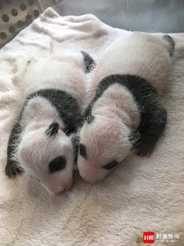 大熊猫“芝芝”首次当妈 对双胞胎幼崽各种嫌弃(组图)