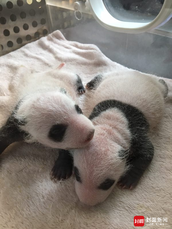 大熊猫“芝芝”首次当妈 对双胞胎幼崽各种嫌弃(组图)