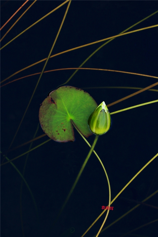 微距鏡頭下的城市生物（組圖）