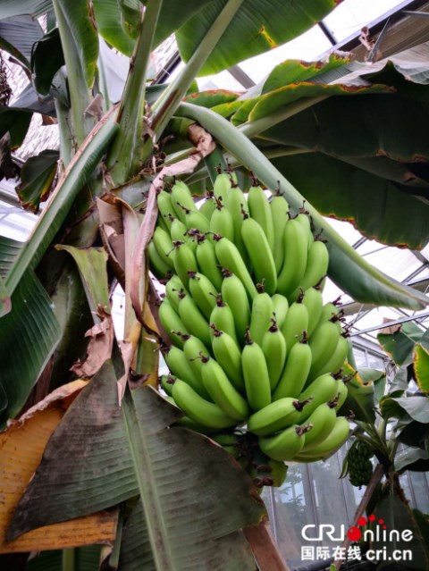 【首页标题】大同市杨家窑村：走出独特强村富民之路 【内容页标题】大同市杨家窑村：书写乡村振兴传奇史 提升人民群众幸福感