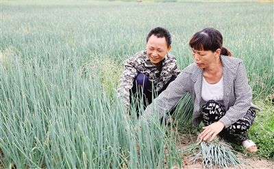 末尾有图【民生图文列表】【即时快讯】临高罗文村36户村民“抱团”种香葱尝到甜头