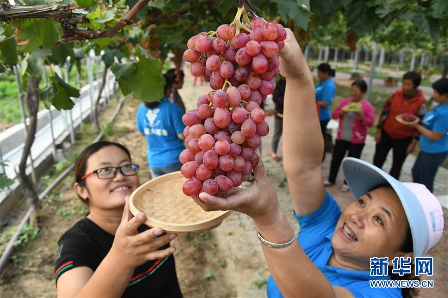 山東平度：“葡萄+旅遊”助農增收