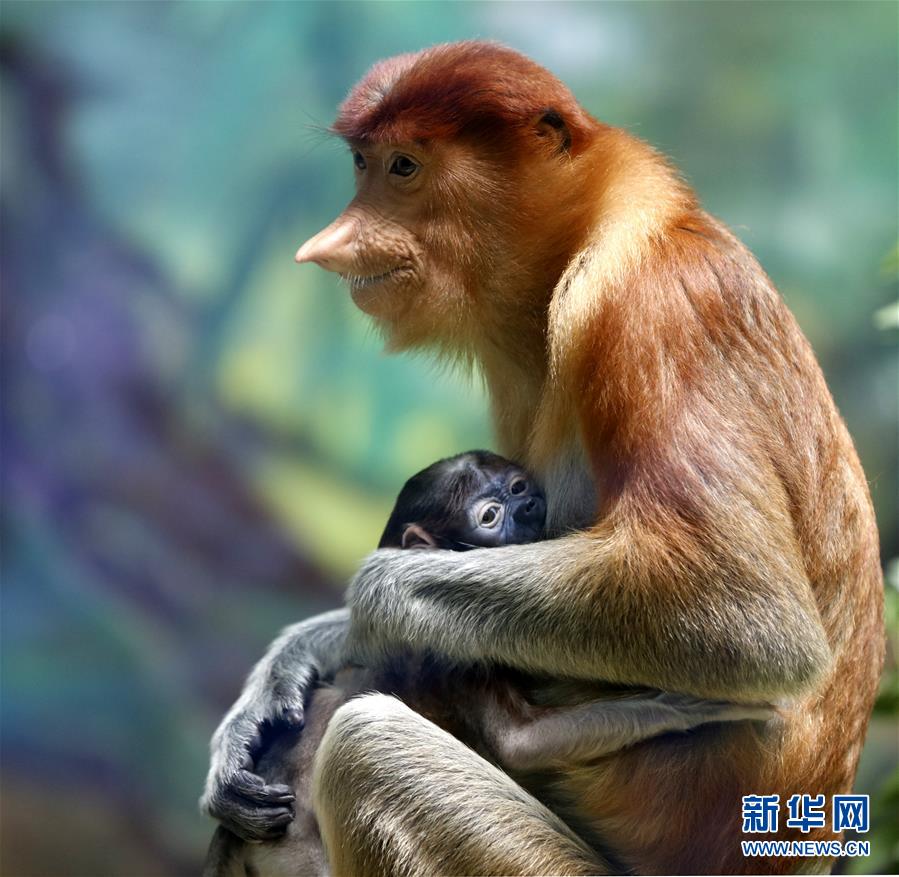 廣州長隆成功繁育珍稀大鼻猴