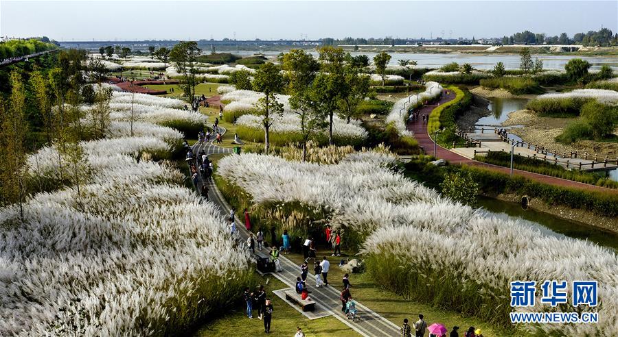 陕西汉中：芦花荻荻醉游人