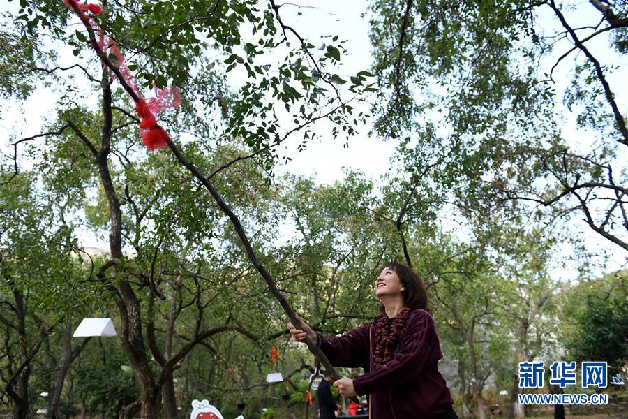 陕西佳县：红枣种出红火新生活