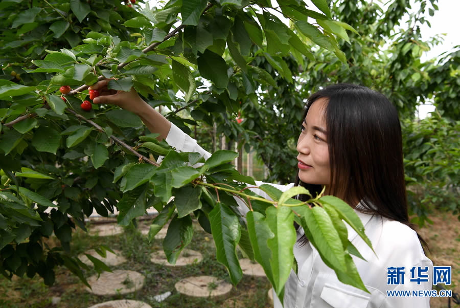 【轮播图】河南孟津县：现代农业让“农产品”变身“旅游产品”