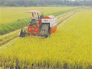 末尾有图【食品农业图文列表】【即时快讯】美兰1.6万亩水稻喜获丰收