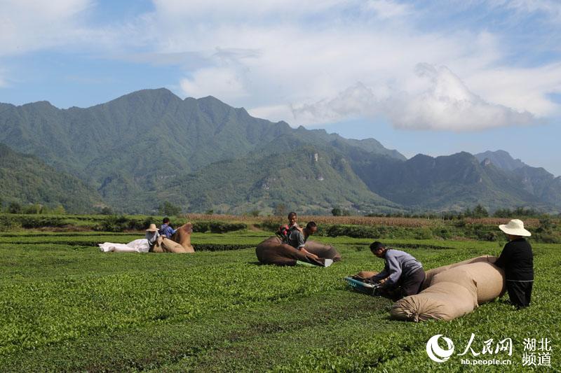 湖北鹤峰：秋茶飘香 茶农采摘忙增收