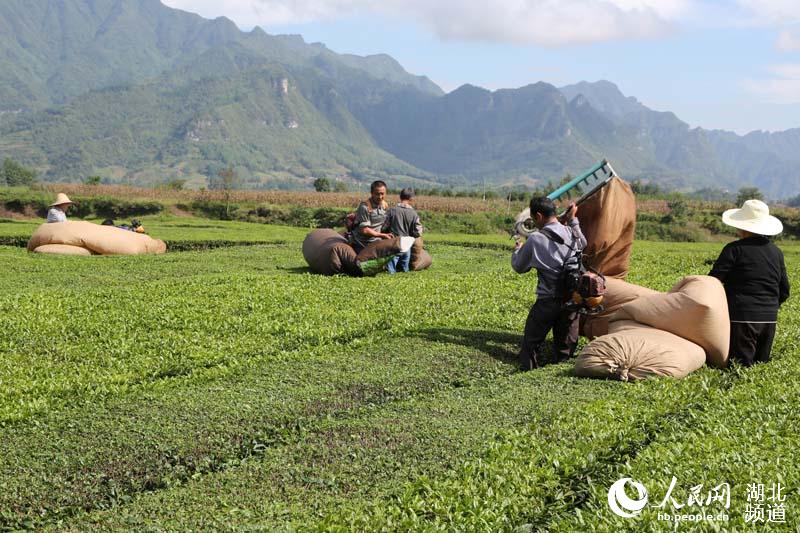 湖北鹤峰：秋茶飘香 茶农采摘忙增收