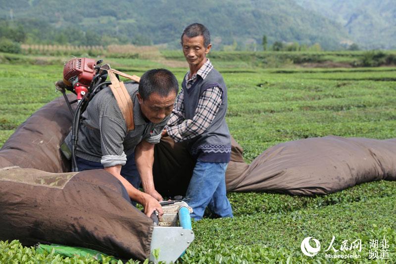 湖北鹤峰：秋茶飘香 茶农采摘忙增收