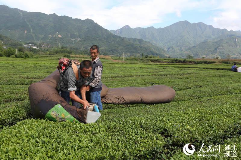 湖北鹤峰：秋茶飘香 茶农采摘忙增收