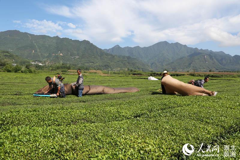 湖北鹤峰：秋茶飘香 茶农采摘忙增收