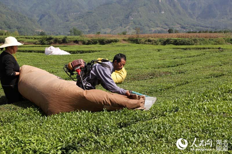 湖北鹤峰：秋茶飘香 茶农采摘忙增收