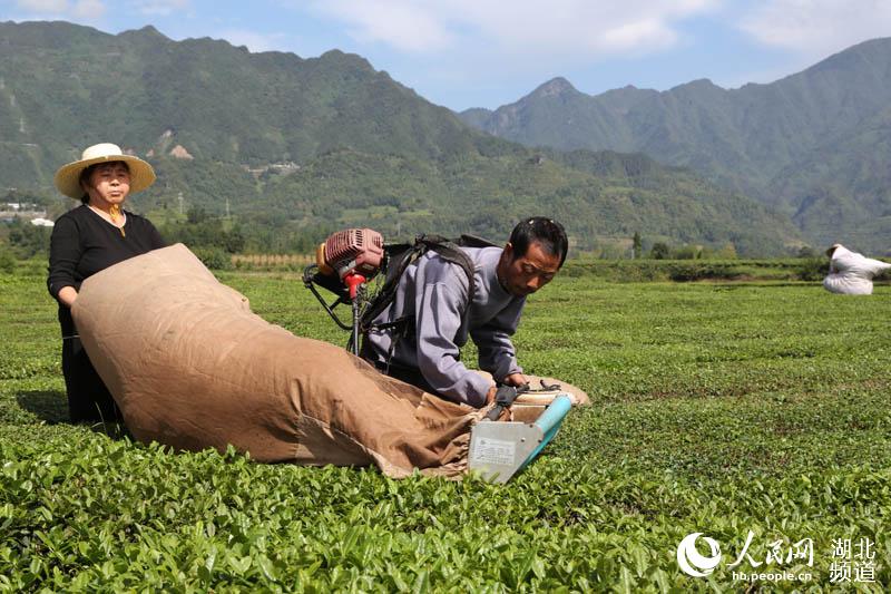 湖北鹤峰：秋茶飘香 茶农采摘忙增收