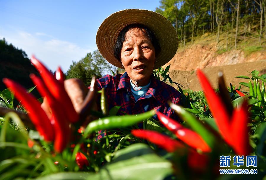 陕西汉滨：“订单辣椒”助农增收