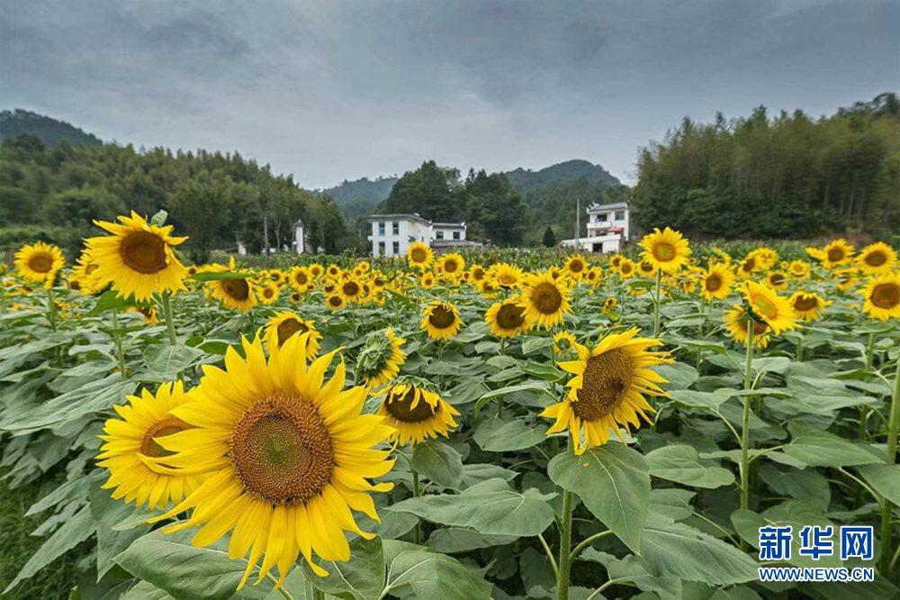 安徽蜀源：山间葵花向日晴 遍地盛开镶满金