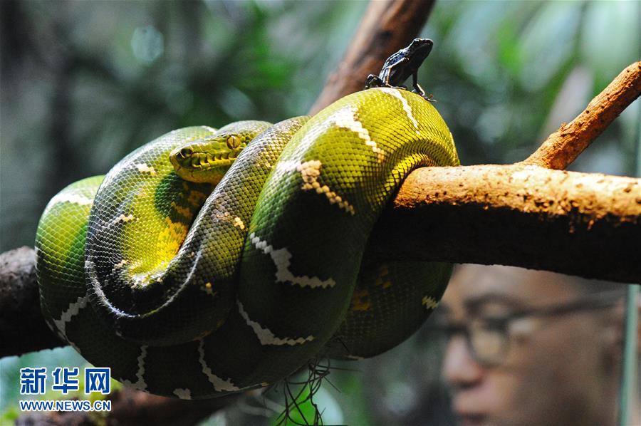新加坡動物園將重新開放爬行動物展區