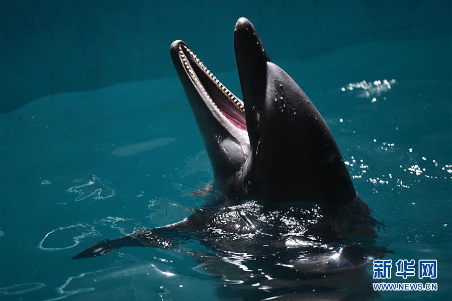 兩頭寬吻海豚“定居”哈爾濱