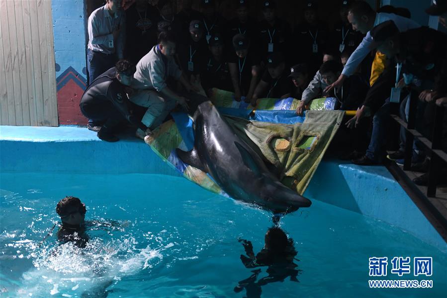 兩頭寬吻海豚“定居”哈爾濱