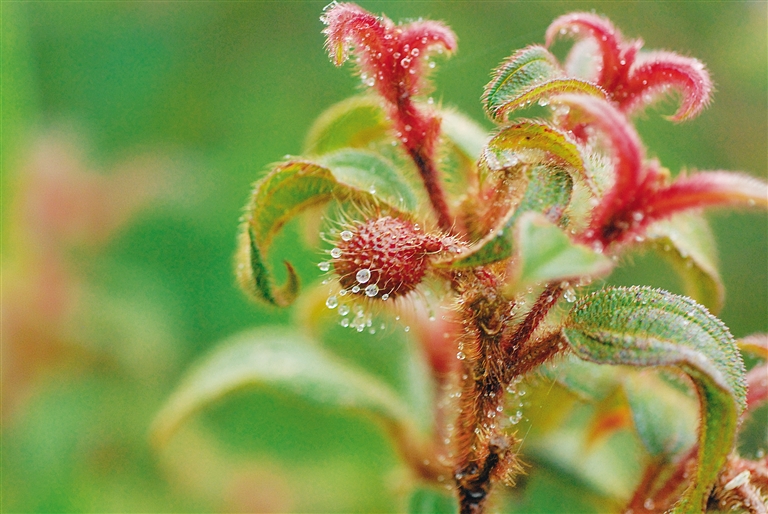 末尾有图【海南视听图文】【即时快讯】海南又一独有资源——紫毛野牡丹请您一起保护 末尾有图【海南视听图文】【即时快讯】海南又一独有资源——紫毛野牡丹请您一起保护