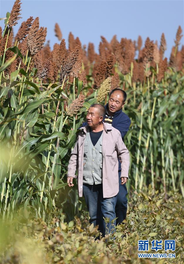 陕北高粱红满坡