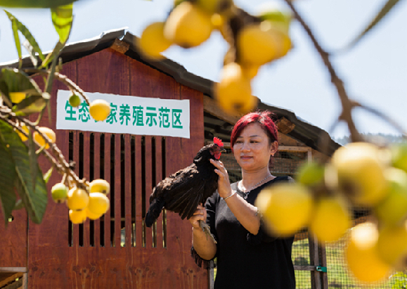 【区县联动】【黔江】黔江区黑溪镇：生态土鸡“啄”出致富果【区县联动】黔江：生态土鸡“啄”出致富果