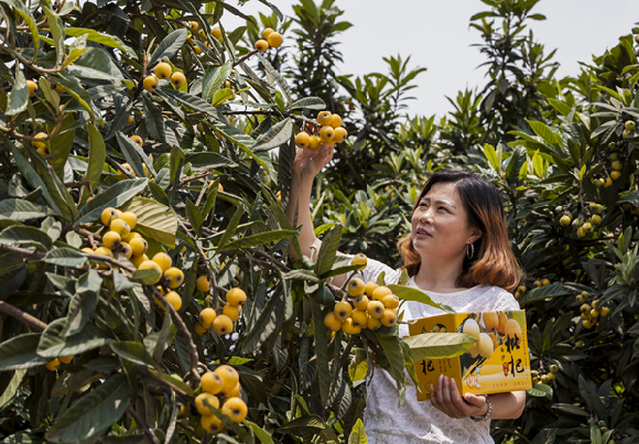 【区县联动】【黔江】黔江区黑溪镇:生态土鸡“啄”出致富果【区县联动】黔江:生态土鸡“啄”出致富果 【区县联动】【黔江】黔江区黑溪镇:生态土鸡“啄”出致富果【区县联动】黔江:生态土鸡“啄”出致富果