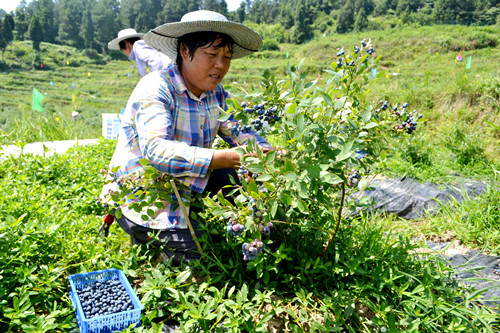 【綦江】綦江区扶欢镇安育村蓝莓基地27号开园 400亩蓝莓等你来摘
