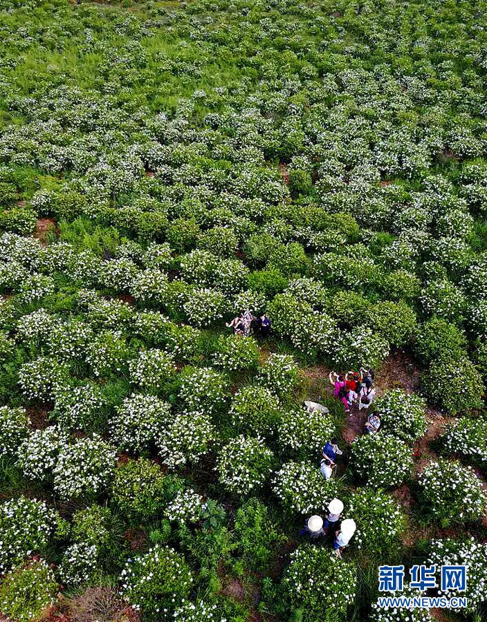 “賞花經濟”成為江西綠色産業又一新的經濟增長點