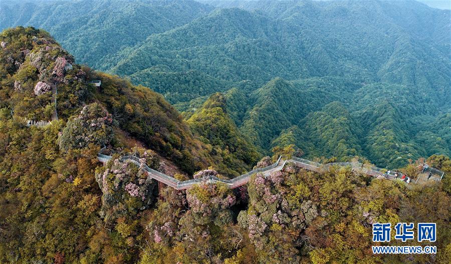 香炉山：高山杜鹃争芳吐艳